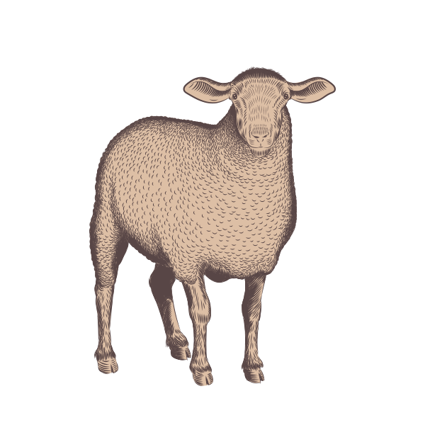 Field and Farm Sheep Illustration