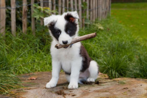 Puppy with stick in mouth