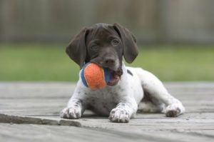 Puppy with ball in mouth