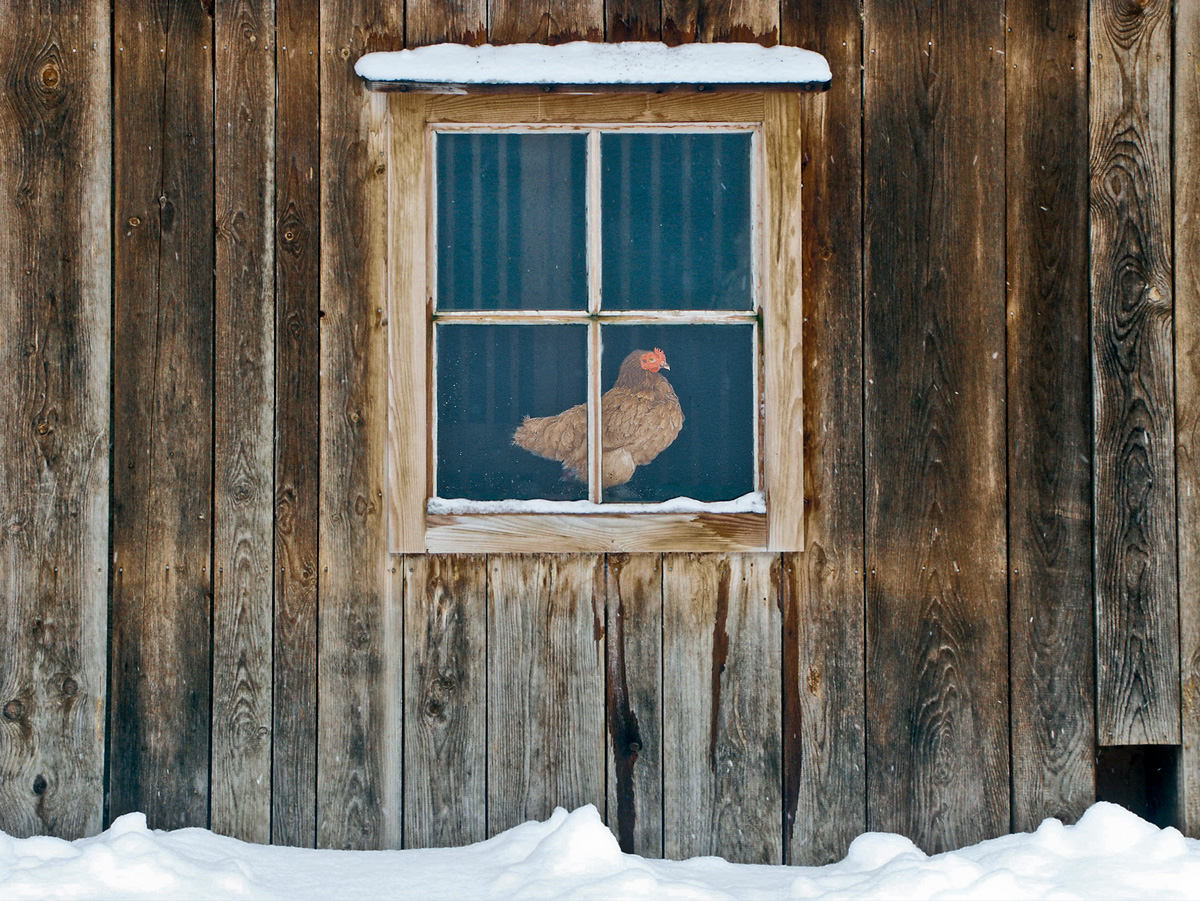 Winterizing Chicken Coops - Backyard Poultry