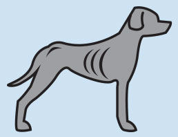 underweight dog illustration