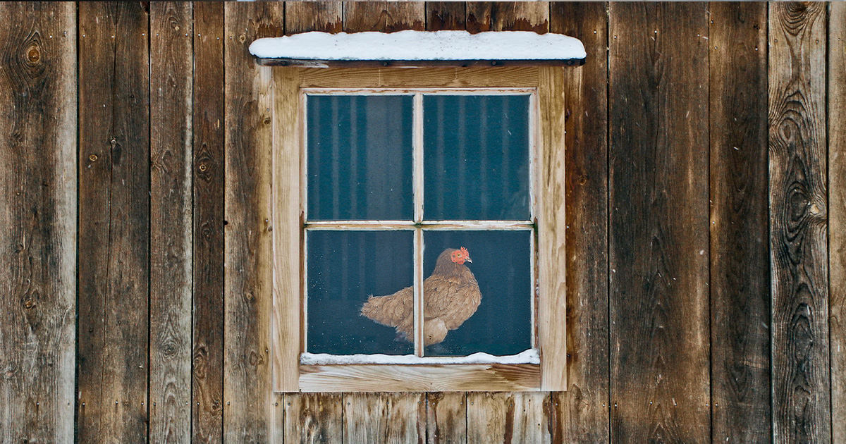 Winterizing Your Chicken Coop and Run Kent Feeds Blue Seal